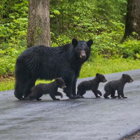 Bear Den, Hot Tub, 1089 Of Free Attraction Tickets For Each Paid Day, Dollywood And More! Sevierville Exterior photo